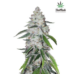  West Coast OG Auto 【Fast Buds Autofloreciente】