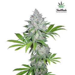 CALIFORNIAN SNOW AUTO