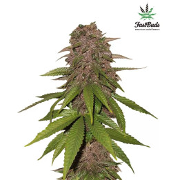  C4 Auto 【Fast Buds Autofloreciente】