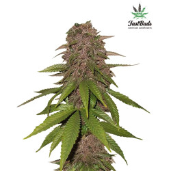 C4 Auto