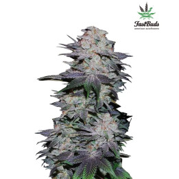  Blackberry Auto 【Fast Buds Autofloreciente】