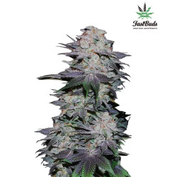 BLACKBERRY AUTO