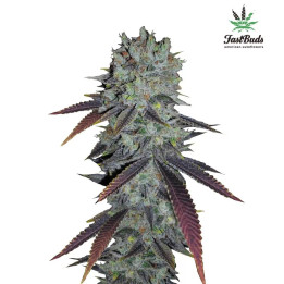  Fastberry Auto 【Fast Buds Autofloreciente】