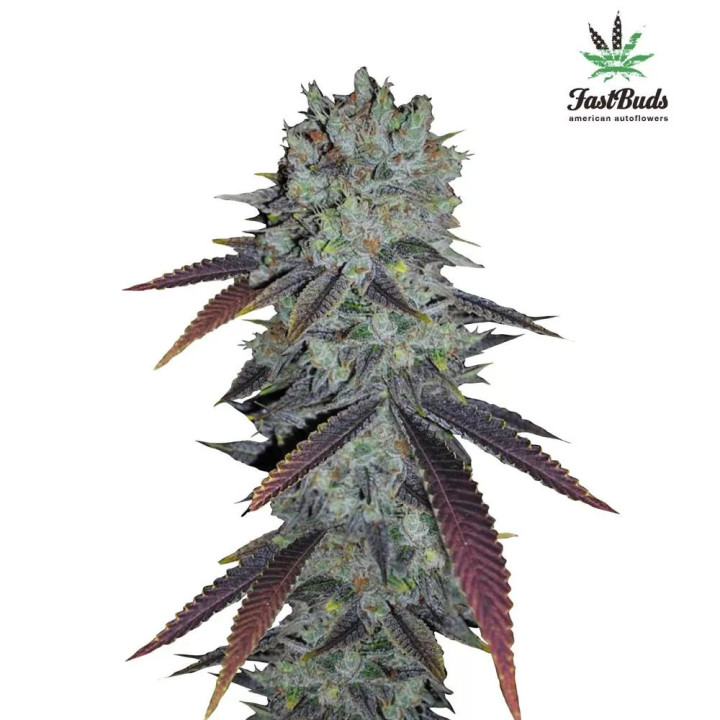 Fastberry Auto Fast Buds Autofloreciente