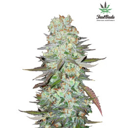  G14 Auto 【Fast Buds Autofloreciente】