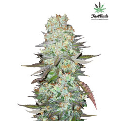 G14 Auto