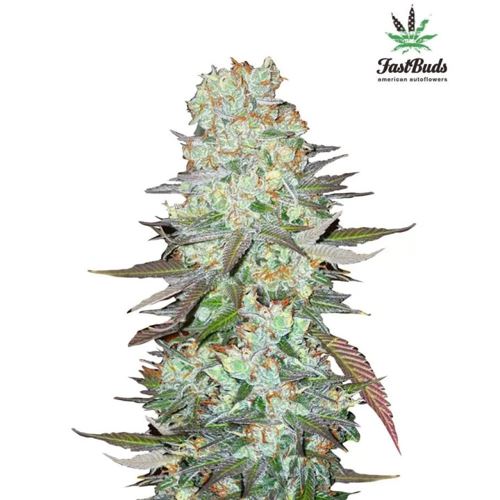 G14 Auto Fast Buds Autofloreciente