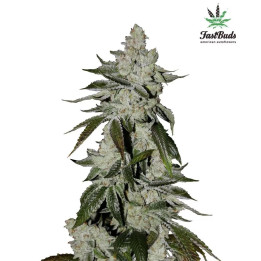  Girl Scout Cookies Auto 【Fast Buds Autofloreciente】