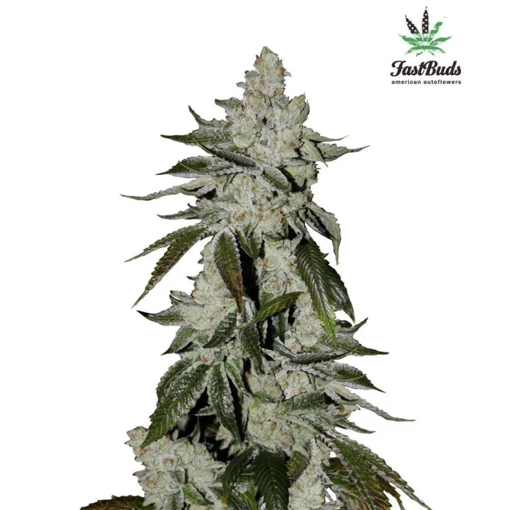 Girl Scout Cookies Auto Fast Buds Autofloreciente