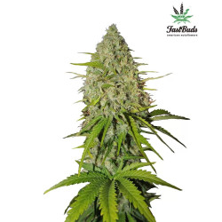 Grapefruit Auto