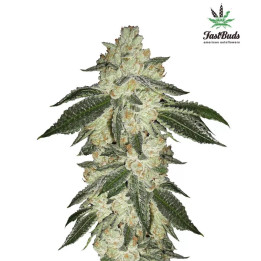  Green Crack Auto 【Fast Buds Autofloreciente】