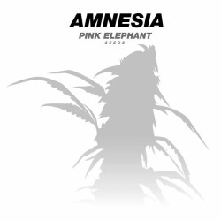 AMNESIA