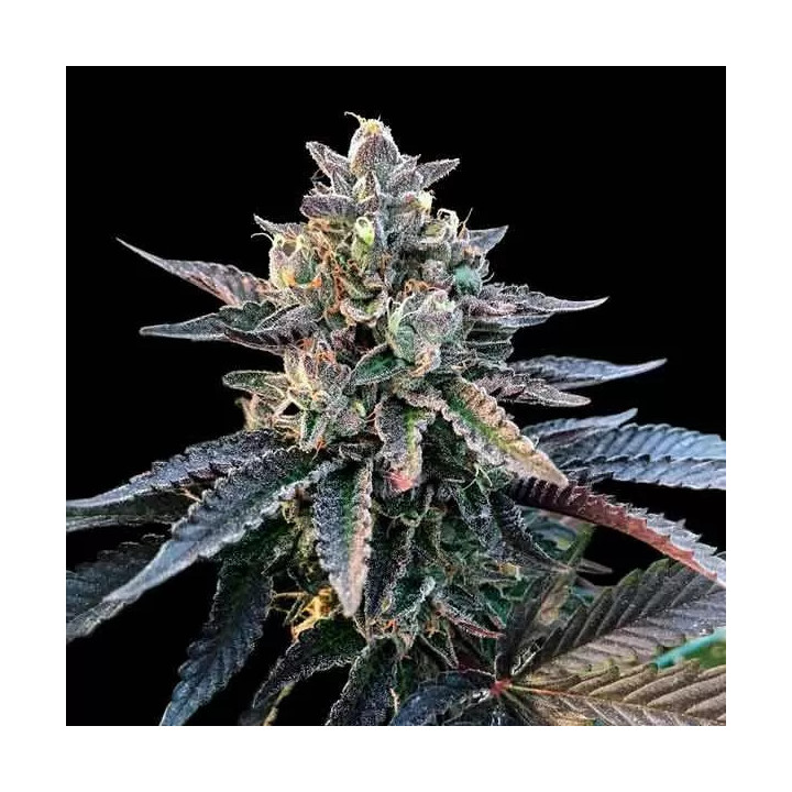 Gelato Sorbet Feminizada DNA Genetics