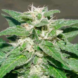  Kong 47 Feminizada 【Dr. Underground Seeds】