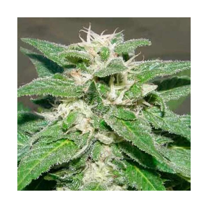 Kong 47 Feminizada Dr. Underground Seeds