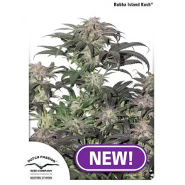  Bubba Island Kush Feminizada 【Dutch Passion】