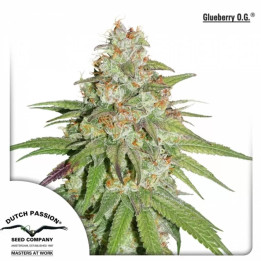 Glueberry OG Feminizada Dutch Passion