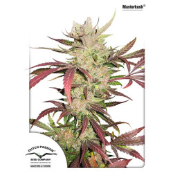 MASTERKUSH