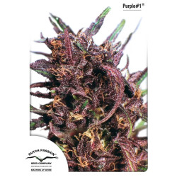PURPLE 1