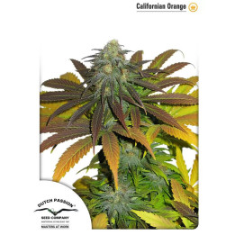  California Orange Feminizada 【Dutch Passion】