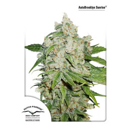  Auto Brooklyn Sunrise 【Dutch Passion Autofloreciente】