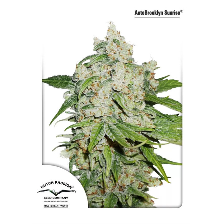 Auto Brooklyn Sunrise Dutch Passion Autofloreciente