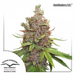 Auto Glueberry OG