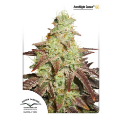 AUTO NIGHT QUEEN
