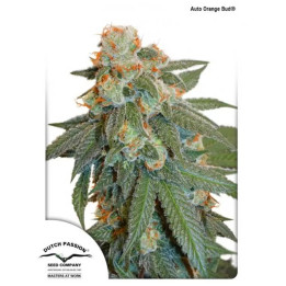  Orange Bud Auto 【Dutch Passion Autofloreciente】