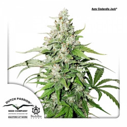 AUTO CINDERELLA JACK