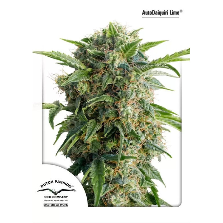 Auto Daiquiri Lime Dutch Passion Autofloreciente