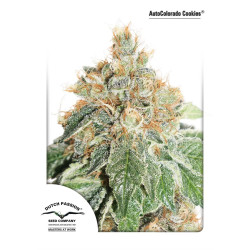 AUTO COLORADO COOKIES