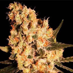 JAMAICAN DREAM