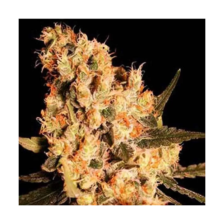  Jamaican Dream Feminizada 【Eva Seeds】