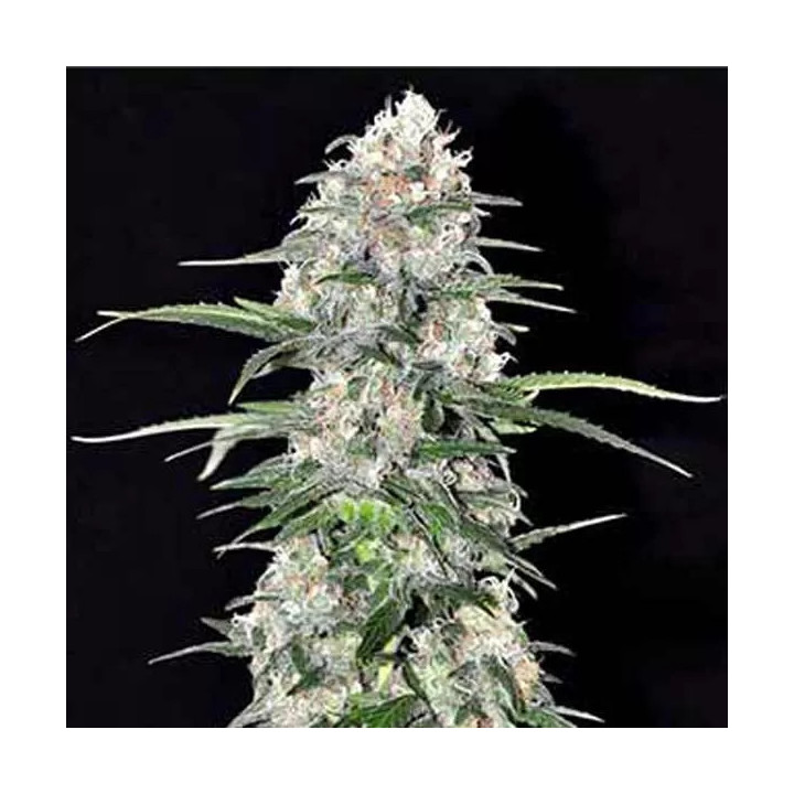  Jamaican Dream Feminizada 【Eva Seeds】