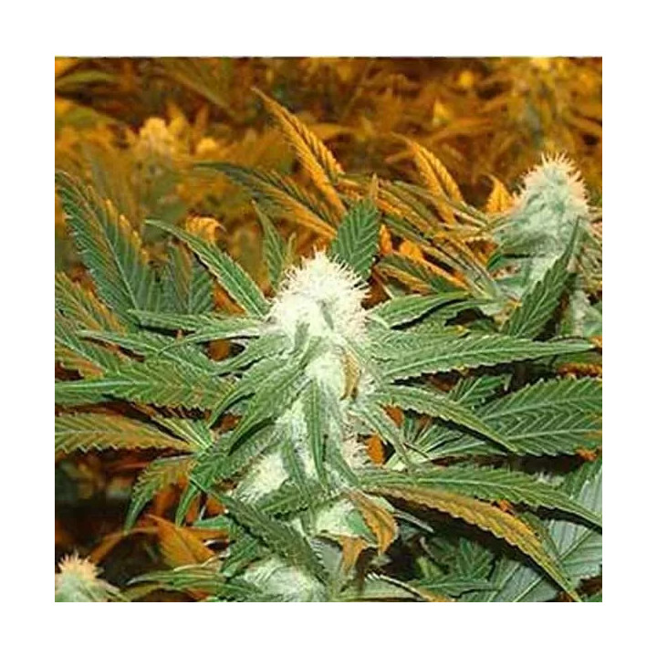  Jamaican Dream Feminizada 【Eva Seeds】