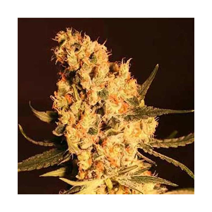  Jamaican Dream Feminizada 【Eva Seeds】