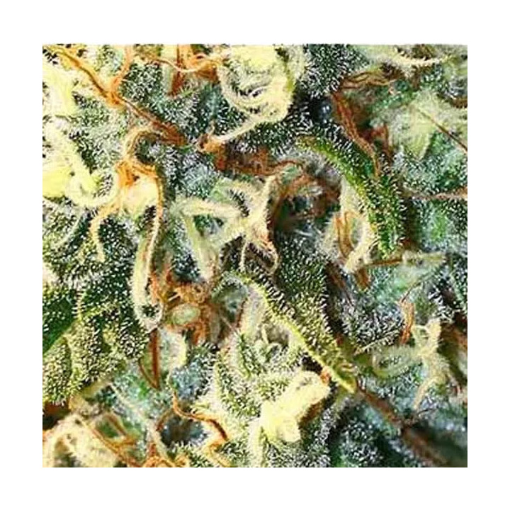  Jamaican Dream Feminizada 【Eva Seeds】