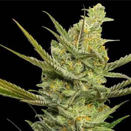  Gipsy Haze Feminizada 【Eva Seeds】