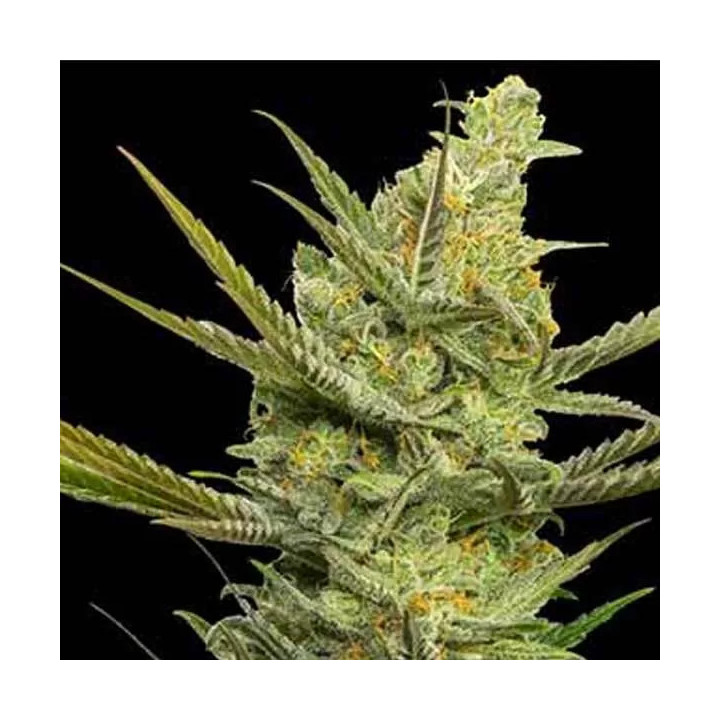 Gipsy Haze Feminizada Eva Seeds