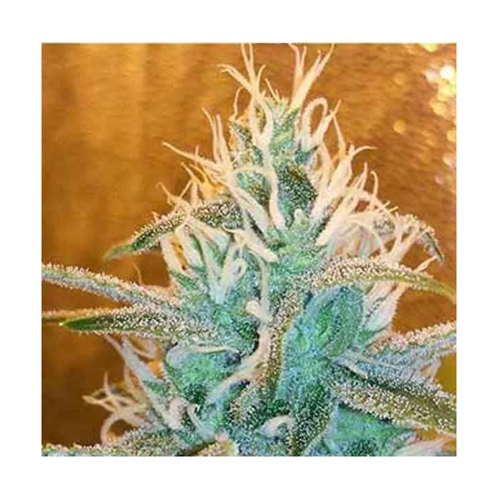 Gipsy Haze Feminizada Eva Seeds