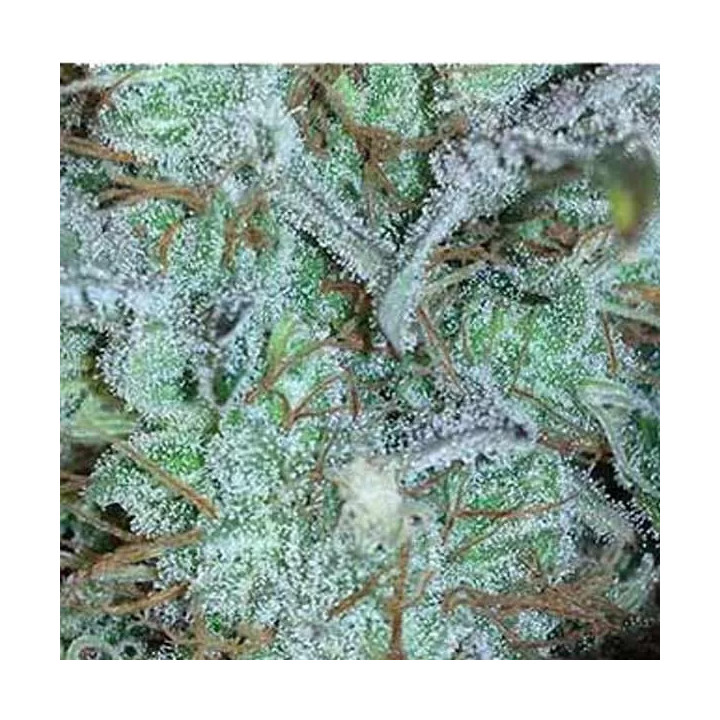 Gipsy Haze Feminizada Eva Seeds