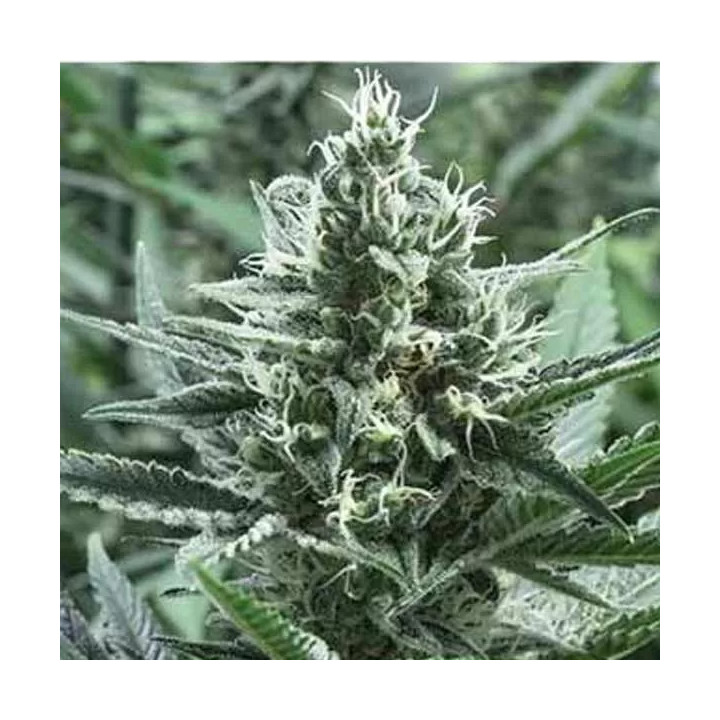 Gipsy Haze Feminizada Eva Seeds