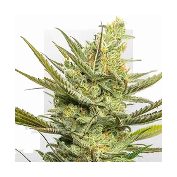 Gipsy Haze Feminizada Eva Seeds