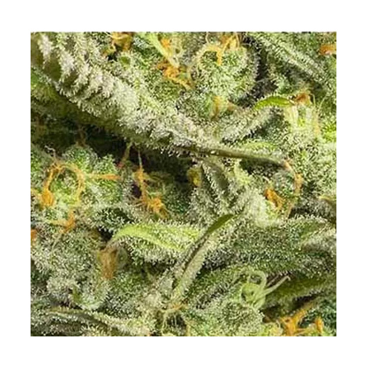 Gipsy Haze Feminizada Eva Seeds