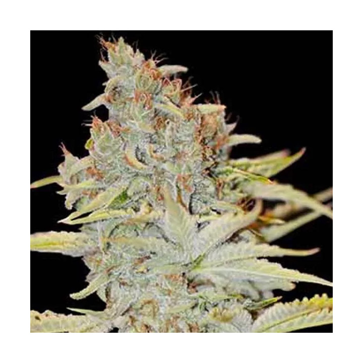 Furious Candy Feminizada Eva Seeds