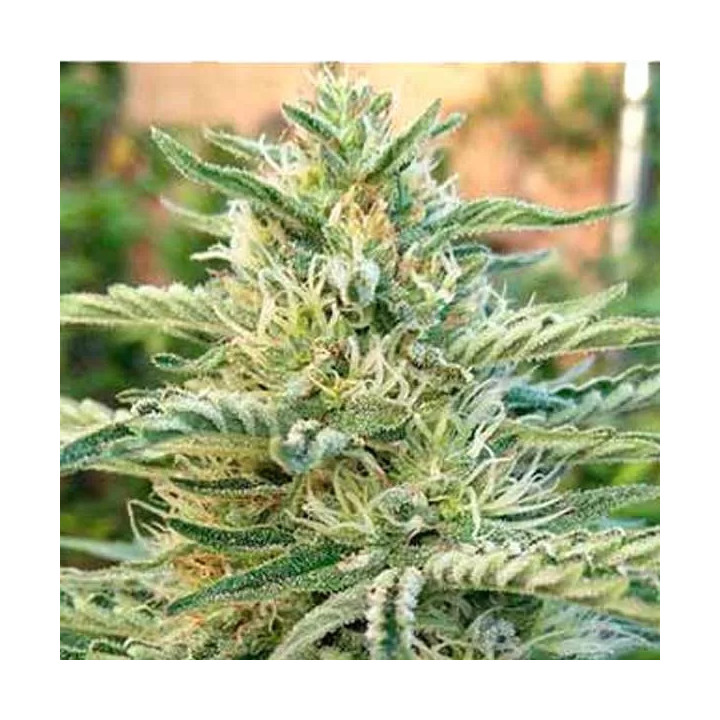 Furious Candy Feminizada Eva Seeds