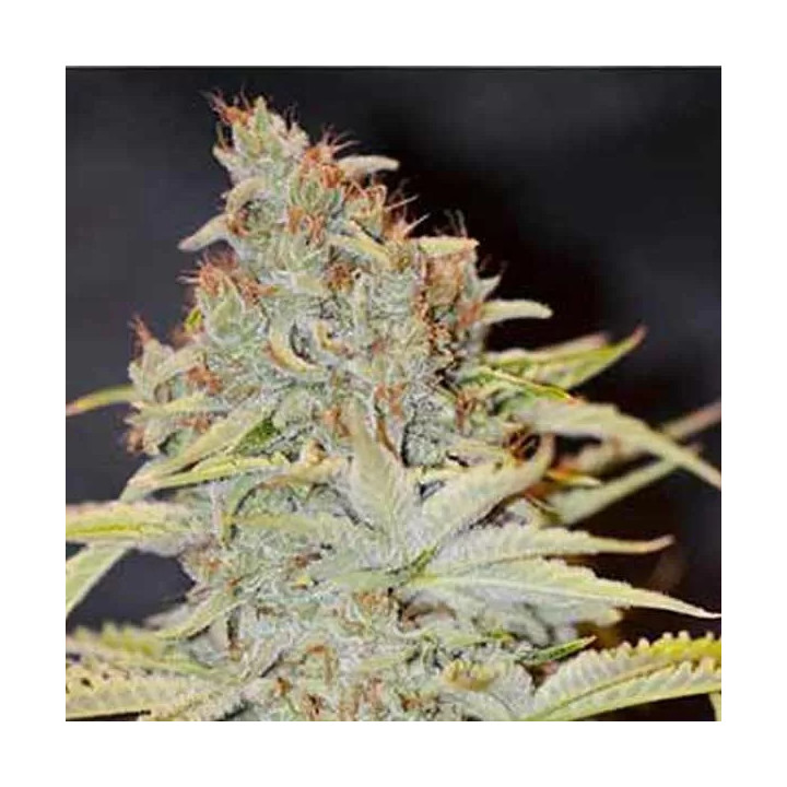 Furious Candy Feminizada Eva Seeds