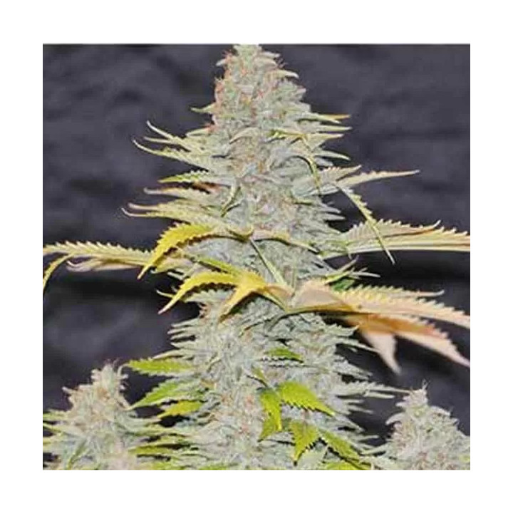 Furious Candy Feminizada Eva Seeds