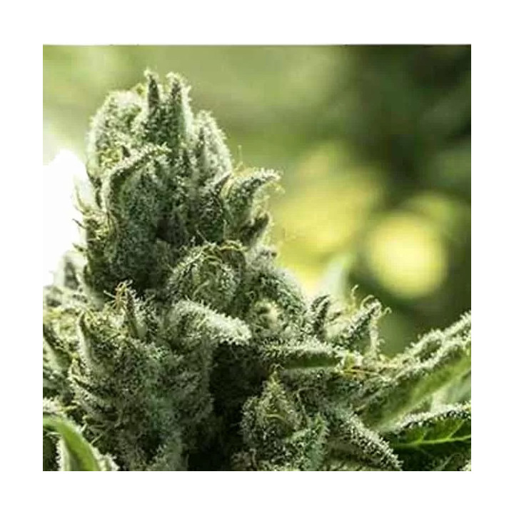 Furious Candy Feminizada Eva Seeds